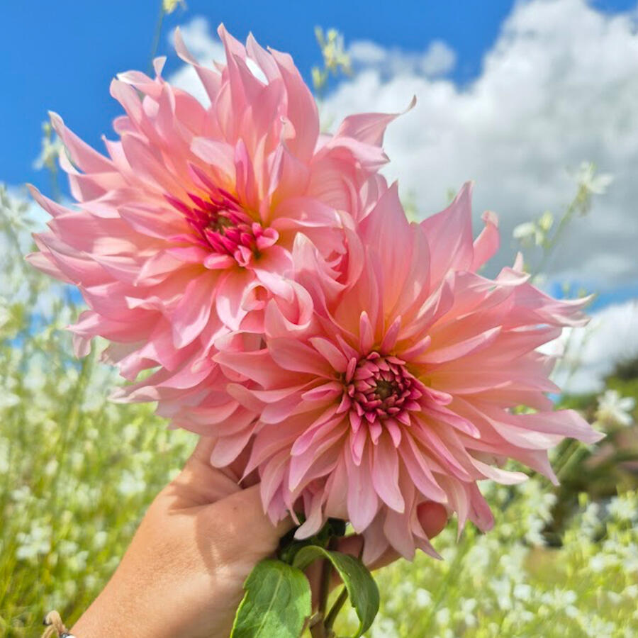 Valencia Lane Flowers