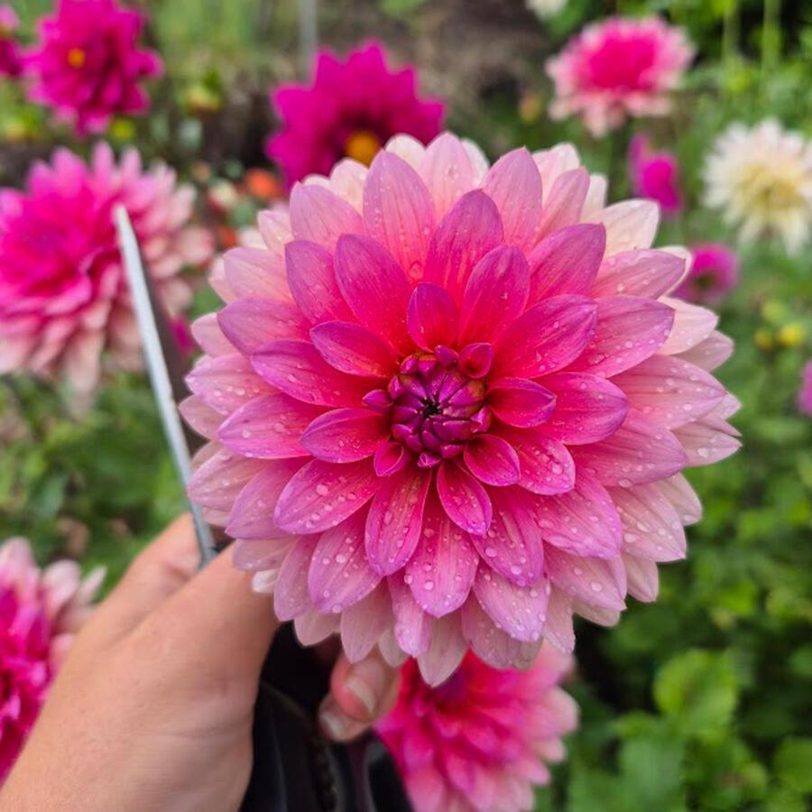 Valencia Lane Flowers