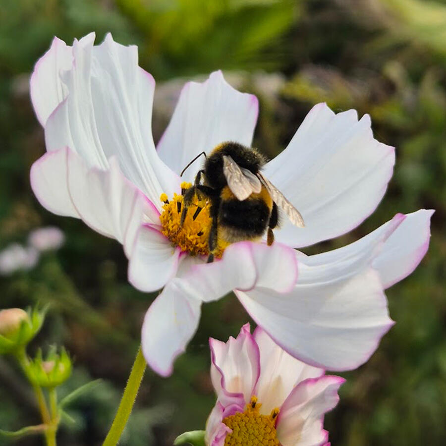 Valencia Lane Flowers