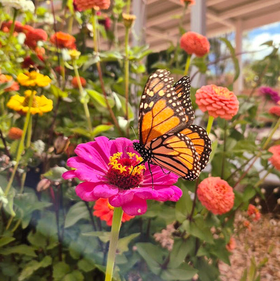 Valencia Lane Flowers